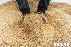 Зерновая сделка не обсуждается на переговорах по Украине