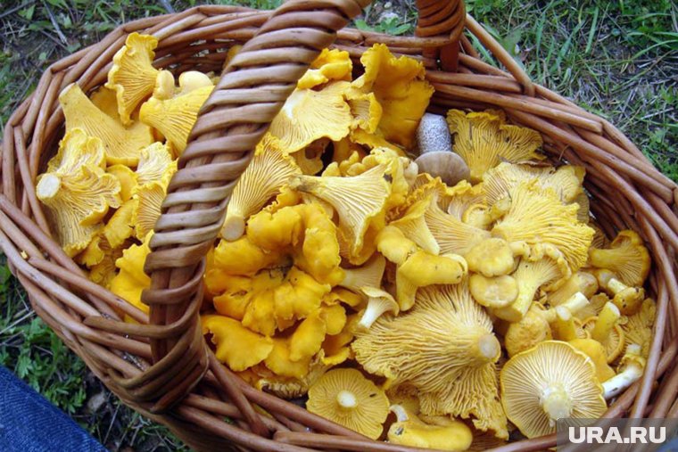 Отыскать поляну с лисичками можно на склоне около «Снежинки»