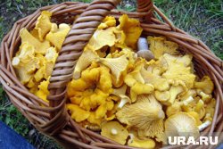 Отыскать поляну с лисичками можно на склоне около «Снежинки»