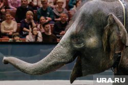 В Чите детям вручили билеты в цирк с надписью «Бедолага», пишет Mash