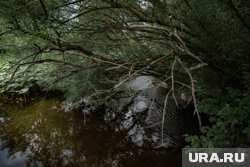 Соловьев заметили пермяки у городских рек