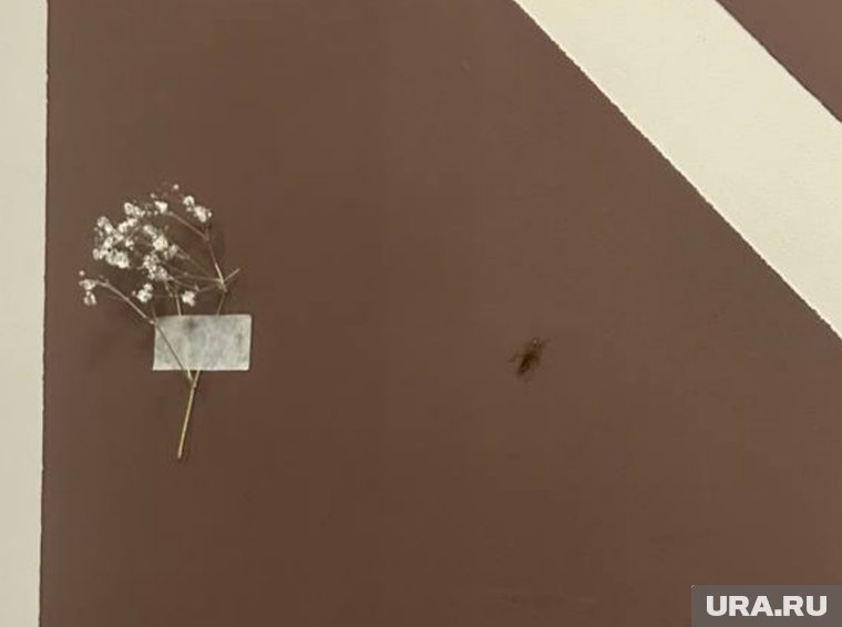 Насекомое сфотографировали утром 16 января
