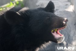 На Ямале рыбаки заметили медведя в Надымском районе