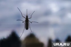 Ноябрянин сфотографировал комара на стекле своего окна