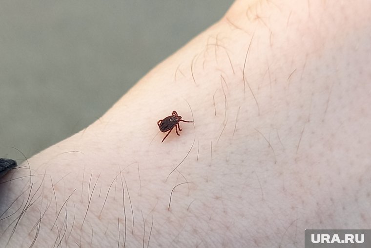 19% всех укусов пришлись на детей