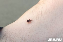 19% всех укусов пришлись на детей