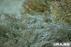 Заморозки ожидаются в регионе в ночь на 19 мая
