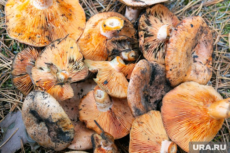 Жители Тюменской области поделились местами, где можно найти грибной урожай