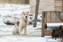 17-летняя девушка выгуливала собаку по деревне Заостровье (архивное фото)