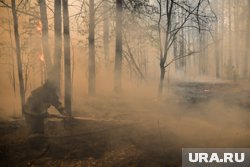 Чаще всего леса горят по вине человека
