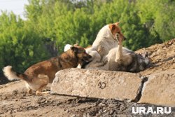 Ветслужба проверила, как живут собаки, на которых жалуются жители Нижневартовска