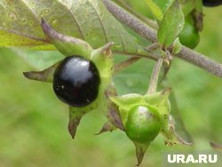 В Югре беладонна встречается очень редко, но ягода крайне опасна