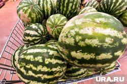 Отправители не смогли доставить бахчевые до челябинских прилавков