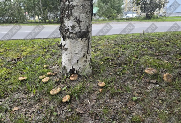 Вартовчане наткнулись на полянку свинушек в центре города