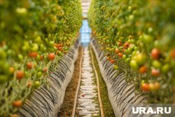 Россия за полгода увеличила поставки удобрений в Бразилию почти на 30%