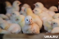 Инвестпроект «Черкизово» предполагает модернизацию птицеводства в Челябинской области