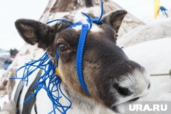 Более полумиллиона ямальских оленей привили ветеринары 