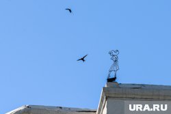 Турухтаны гнездуются на Ямале