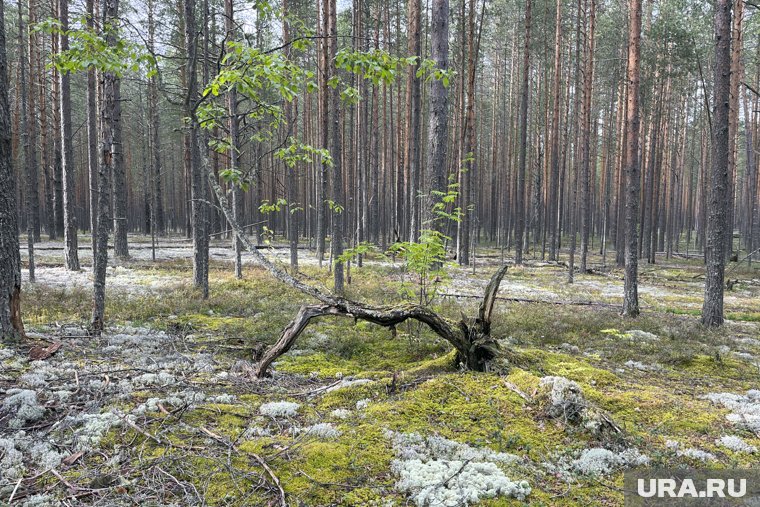 Опасный лесной вредитель появился в Пермском крае