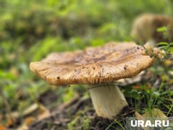 Грибник нашел оружие в лесах Курганской области