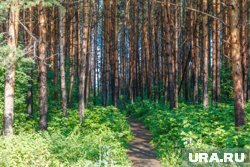Жители опасаются за вековые сосны (архивное фото)