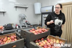 Ольга Сегаль не могла сдержать слез, узнав, что челябинские яблоки стали лучшими в стране
