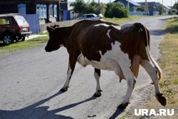 В Мужах коровы съели все цветы на городской клумбе