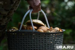 Россиянам грозит лишение свободы за сбор некоторых грибов