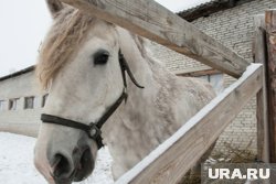 В Нефтеюганске лошадь покусала ребенка посреди города (архивное фото)