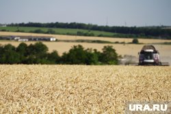 Из Курганской области вывозят меньше зерна за рубеж
