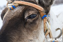 Оленевод из Ямальского района отметил положительные изменения в жизни КМНС
