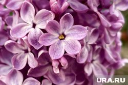 Одна ветка сирени обойдется в 350-700 рублей
