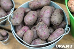 Цена на картофель в Челябинской области у оптовых поставщиков ниже, чем у дачников 