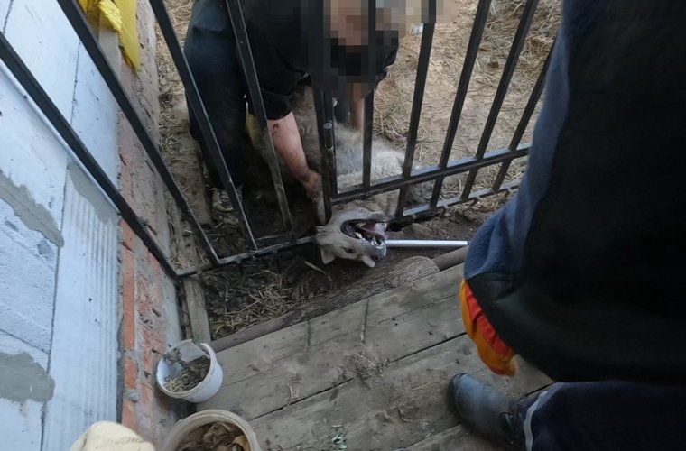 Спасатели извлекли застрявшую в вольере собаку
