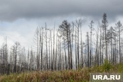 Альпинисты продолжают поиски