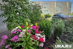 Женщина растоптала цветочную клумбу в Заозерном районе Кургана