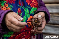 Югорчане зарабатывают на сборе кедровых шишек