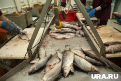 На производстве в Салехарде консервируют северную пелядь