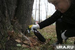 Лесничества Абатского района обработают пестицидами от непарного шелкопряда