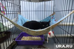 Кот Бурак ожидает осмотра у государственного ветеринара
