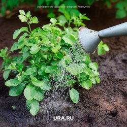 Поливать картофель нужно раз в неделю, если нет дождей