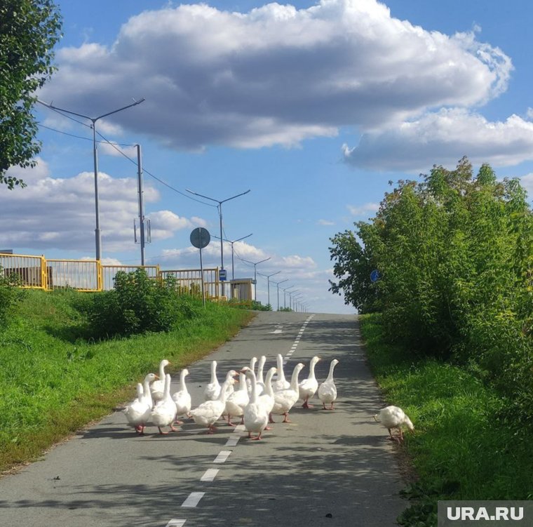 Гуси прогуливались по шоссе Тюнина