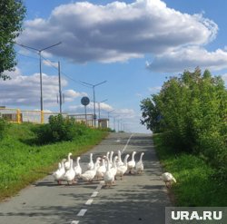 Гуси прогуливались по шоссе Тюнина