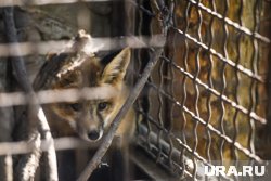 Малыш получает помощь ветеринаров 