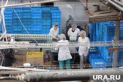 Агропредприятие Чернушинского округа получит дополнительную поддержку для развития