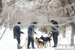 Владельцев собак призывают к бдительности 