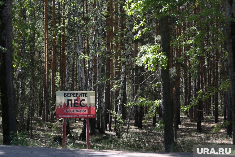 В Курганской области продлили запрет на посещение леса