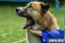 В Приморье запретили кормить уличных собак на детских площадках