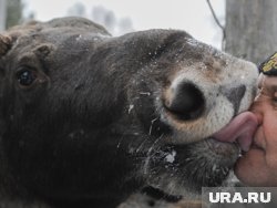 Брачный период у лосей выпадет на сезон сбора кедровых шишек в ХМАО