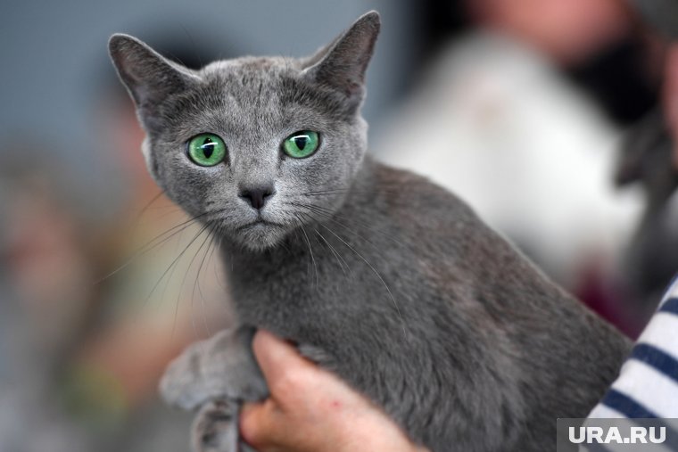 Русская голубая кошка — одна из древнейших естественных пород